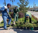 Астрахань засаживают деревьями - уже высадили 1,5 тысячи 
