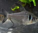 Тонны контрафактной рыбы от фирмы-фантома выявлены в Астраханской области