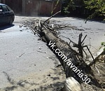 В Астрахани упавшее дерево перегородило проезд