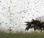 Волгоградское правительство пока не спешит отказываться от идеи спастись от мошки