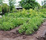 Зампред СПЧ предложила ввести пропуска для поездок на дачу 