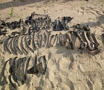 Под Астраханью обнаружили скелет древнего бизона