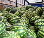 Прямо в поле у астраханского фермера похитили 27 тонн бахчевых