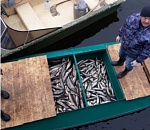 Двоих астраханцев задержали с полутора тоннами рыбы