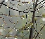 Синоптики обещают астраханцам дождливую и ветреную неделю