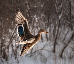 В Астраханской области на днях завершается охота на пернатую дичь