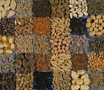 Астраханские власти обеспокоены зависимостью региона от импортных семян