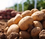 К ахтубинскому фермеру приезжали местные и волгоградские овощеводы, чтобы присмотреть картофель для будущего урожая