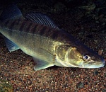 В Астраханской области студент с другом поймали полтонны рыбы, а их - полиция