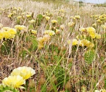 В Астраханской области можно наблюдать уникальное природное явление