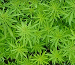 Астраханец хранил в гараже больше килограмма марихуаны