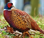 В Астраханской области прекращена выдача разрешений на добычу фазана