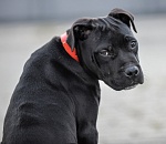 Под Астраханью бойцовская собака и ее хозяйка спасли ребенка