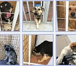 58 собак из астраханского приюта обрели хозяев