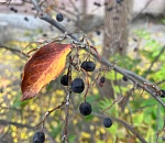 Понедельник в Астрахани ожидается не по-зимнему тёплым 