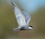 Записки астраханского натуралиста. Какие крачки самые редкие?