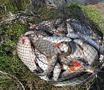 В астраханских реках массово ловят рыбу