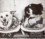 Астраханский численник. Петр – в поход, собаки – в космос