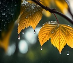 Завтра в Астрахани ожидаются осадки и похолодание