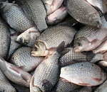 Гость Астрахани выловил сетями более 5000 рыб