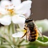 Записки астраханского натуралиста. Пчелы-опылители и пчелы-паразиты