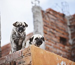 Астраханцам предлагают пройти опрос о собачьих проблемах