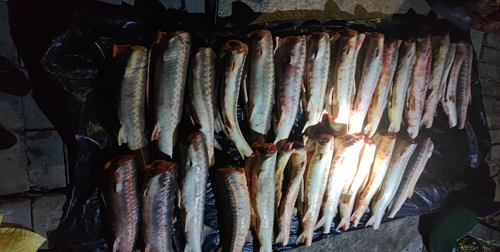 Силовики задержали астраханцев с партией русских осетров и севрюгой