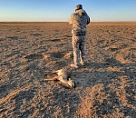 Установлены обстоятельства авиационного удара по астраханским сайгакам