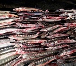 В Астраханской области задержаны "рыбаки", наловившие на миллион рублей