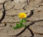 Астраханской области угрожает засуха