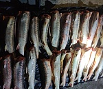 Силовики задержали астраханцев с партией русских осетров и севрюгой