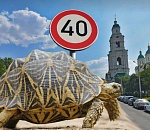 В центре Астрахани могут снизить разрешенную скорость до 40 км в час