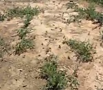 Астраханец заснял нашествие саранчи