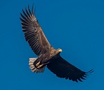 Записки астраханского натуралиста. Последний месяц осени