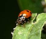 Записки астраханского натуралиста. Такие разные божьи коровки