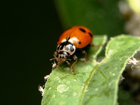 Записки астраханского натуралиста. Такие разные божьи коровки