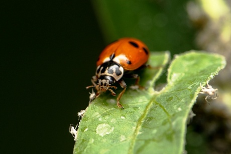 Записки астраханского натуралиста. Такие разные божьи коровки