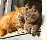 Завтра утром будет туманно, но днём появится солнце и потеплеет