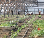 Астраханские фермеры начали посев