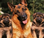 Астраханская служебная собака учуяла украденный планшет за километр