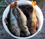 Астраханская рыба заражена эустронгилидозом