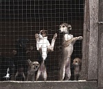 Пять месяцев псу под хвост, или почему в Астрахани проваливается программа по отлову собак