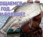 Отвоблились: вступил в силу приказ Минсельхоза РФ о запрете на год ловли воблы в Астраханской области