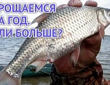 Отвоблились: вступил в силу приказ Минсельхоза РФ о запрете на год ловли воблы в Астраханской области