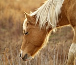 Астраханский сельсовет заплатит 300 тысяч за бесхозного коня