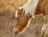 Астраханский сельсовет заплатит 300 тысяч за бесхозного коня