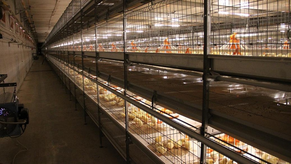 Астраханская птицефабрика увеличила мощность до 700 тонн мяса в год 