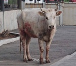 Сбежавшая от хозяина корова пугала автомобилистов на Новом мосту в Астрахани, видео