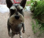 Жизнь депутата сравнили с собачьей