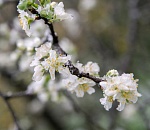 В Астрахань идут заморозки